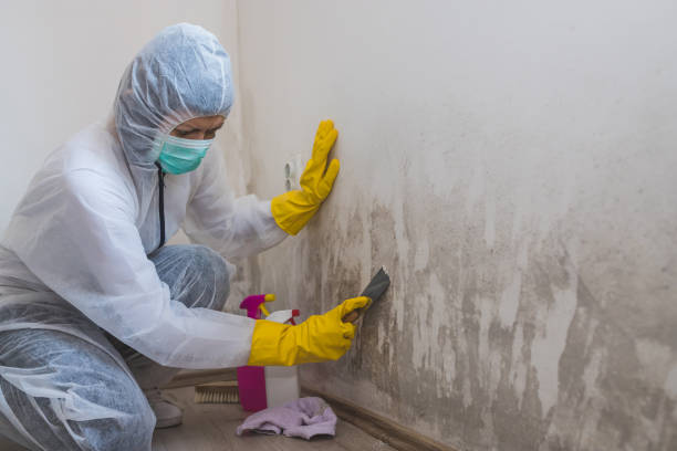 Home Mold Removal in Fairmont, MN
