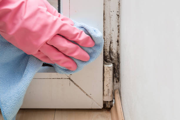 Best Attic Mold Removal  in Fairmont, MN