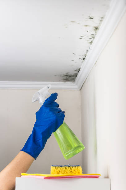Best Local Mold Removal Service  in Fairmont, MN