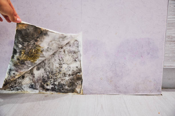 Reliable Fairmont, MN Mold Removal Solutions